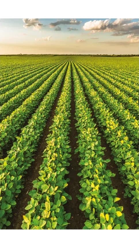 Cultivos Nutrilite al atardecer